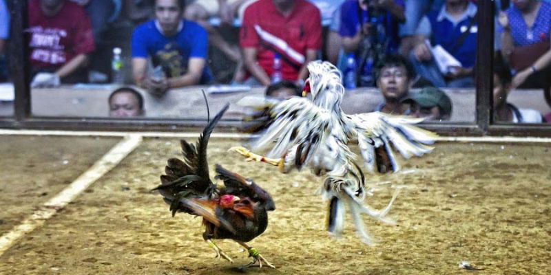 Các hình thức đá gà cựa sắt và đá gà cựa dao tại sảnh đá gà 98win