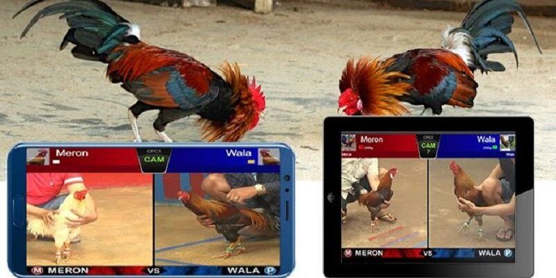 Giao diện cá cược Đá gà AOG trực quan và dễ sử dụng tại 98win