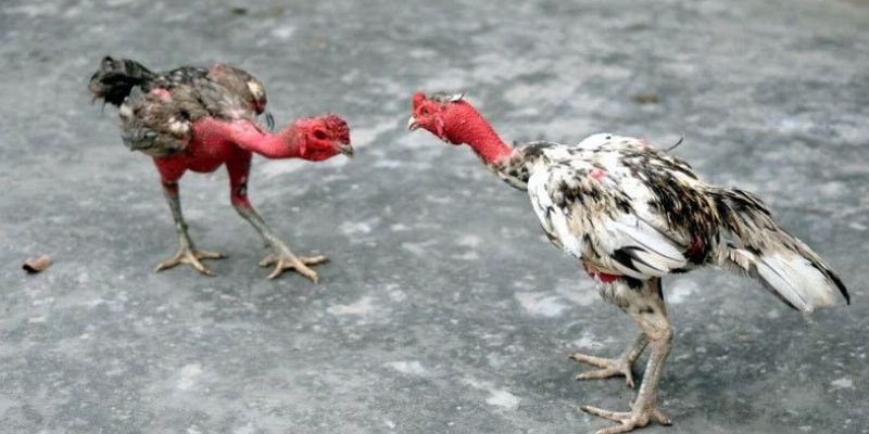 Các hình thức đá gà cựa sắt và đá gà cựa dao tại sảnh đá gà AOG