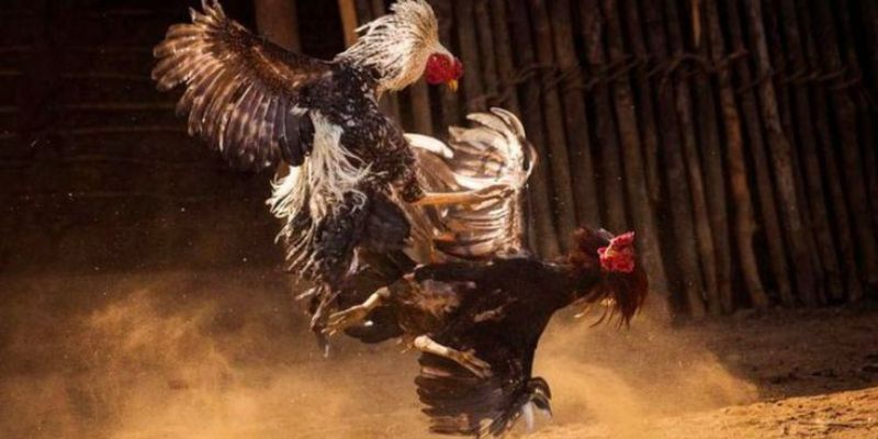 Đá gà AOG - Khám phá sảnh cược đá gà trực tiếp đỉnh cao tại nhà cái 98win