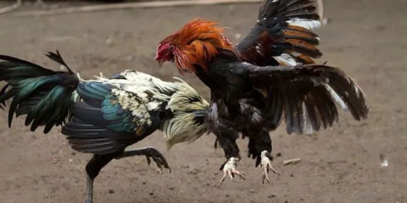 Các hình thức đá gà cựa sắt và đá gà cựa dao tại sảnh đá gà SV388