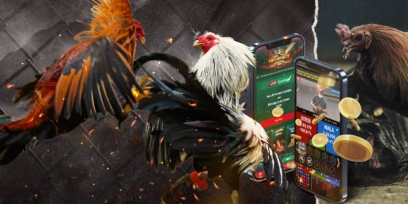 Mẹo quản lý vốn và tâm lý khi chơi đá gà WS168 tại 98win