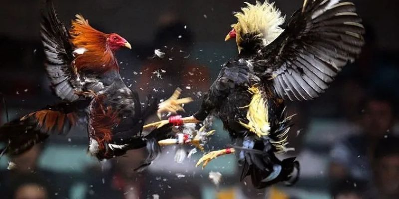 Cẩm nang soi kèo và phân tích chiến thuật đá gà WS168 tại 98win